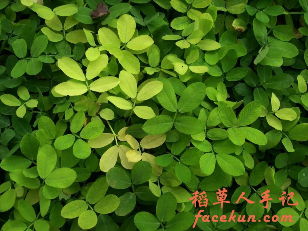 诗词丨且如清风般洒脱,淡然前行闻花香插图2 诗词丨且如清风般洒脱,淡然前行闻花香插图2
