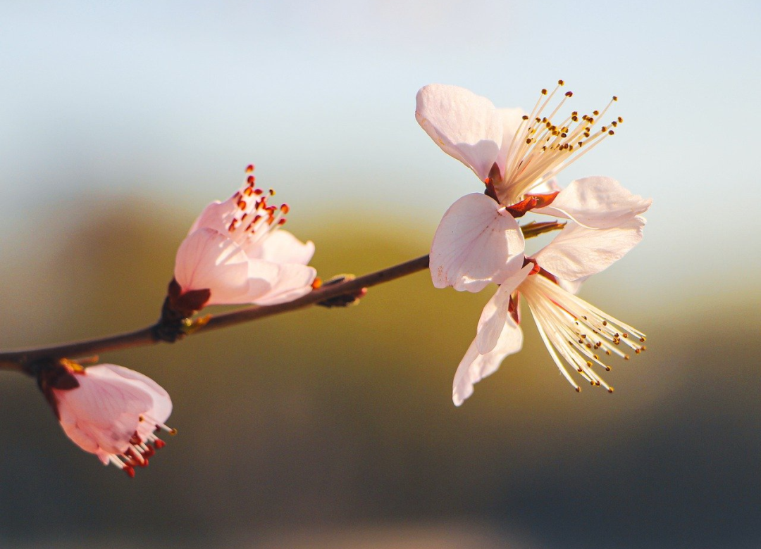 不觉春色已过半，桃花依旧笑春风插图