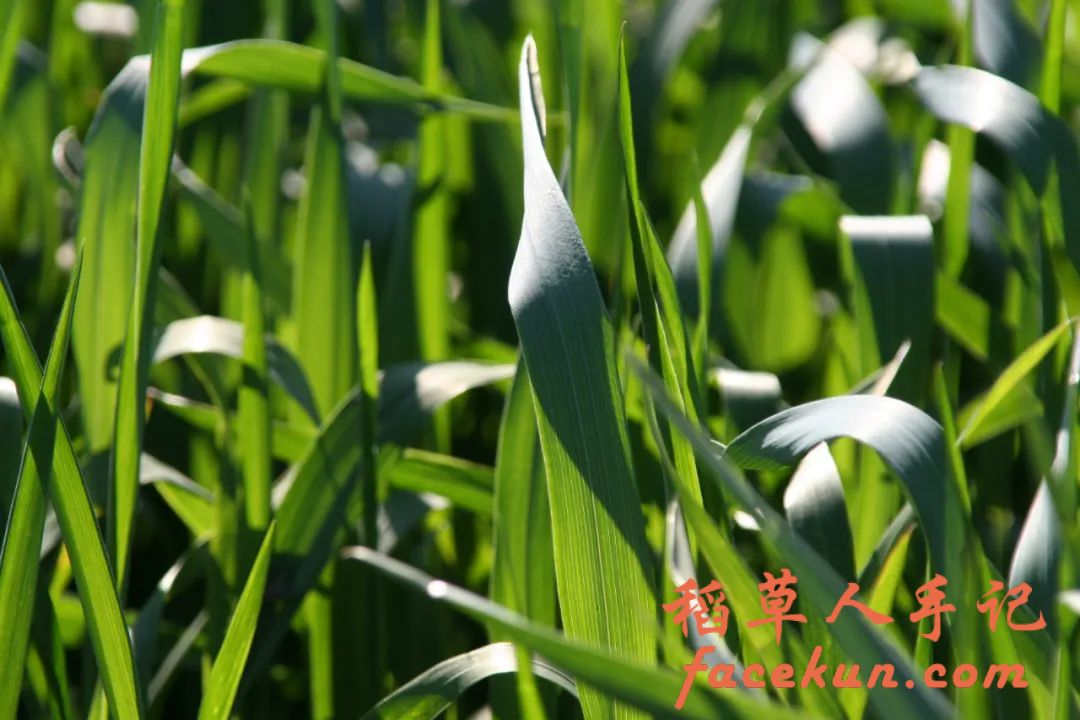 诗词丨且如清风般洒脱,淡然前行闻花香插图1 诗词丨且如清风般洒脱,淡然前行闻花香插图1